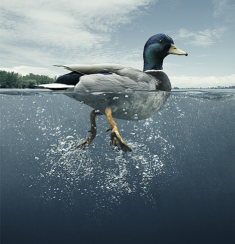 duck serene above water kicking feet below