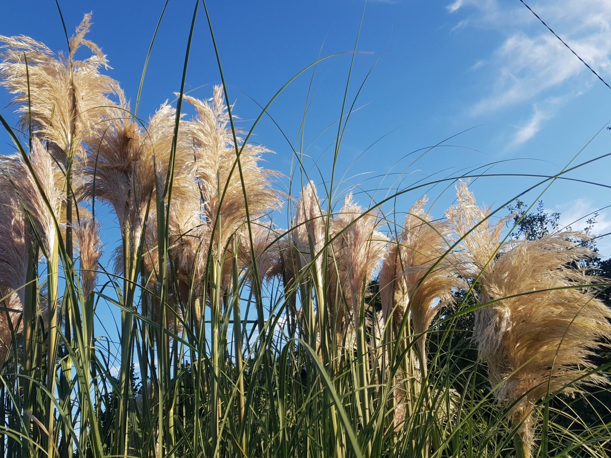 Pampas Grass In Canada: Growing Guide, Invasive Potential, And Alternatives