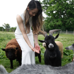 Bride with farm animals at Thunderbird Farm