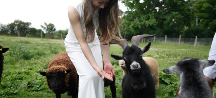 Bride with farm animals at Thunderbird Farm